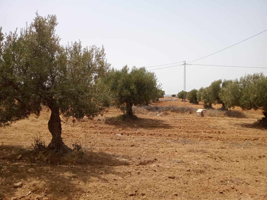Maison situé a sidi jedidi avec 11 oliviers