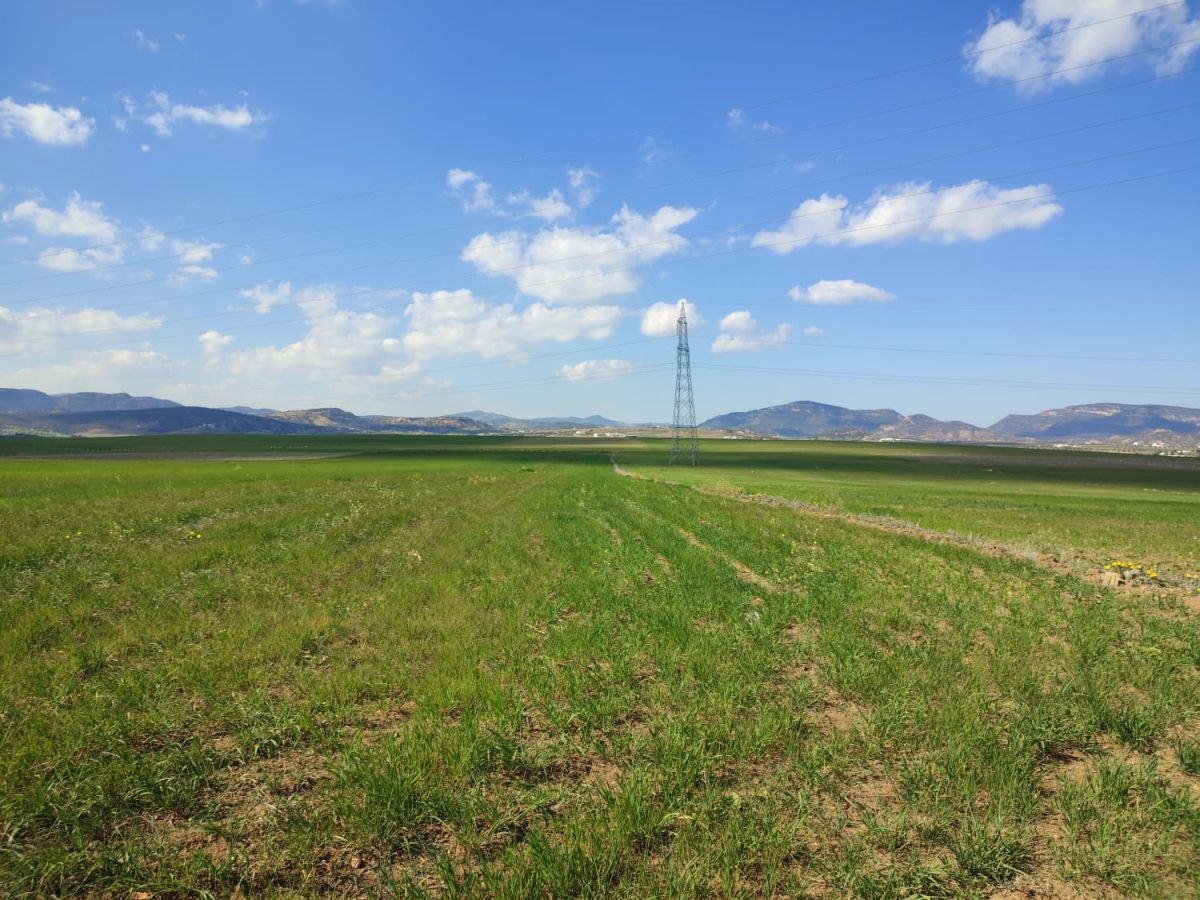 2 hectares à vendre à Hammamet ( El Monchar ville )