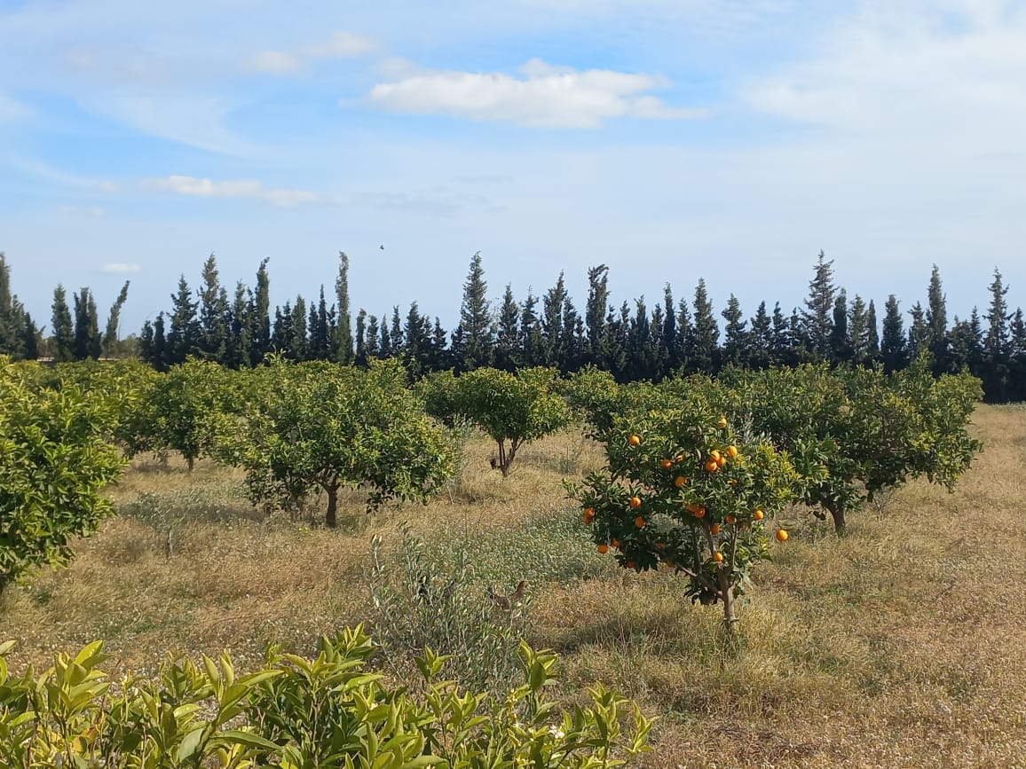 une ferme à vendre à Hammamet