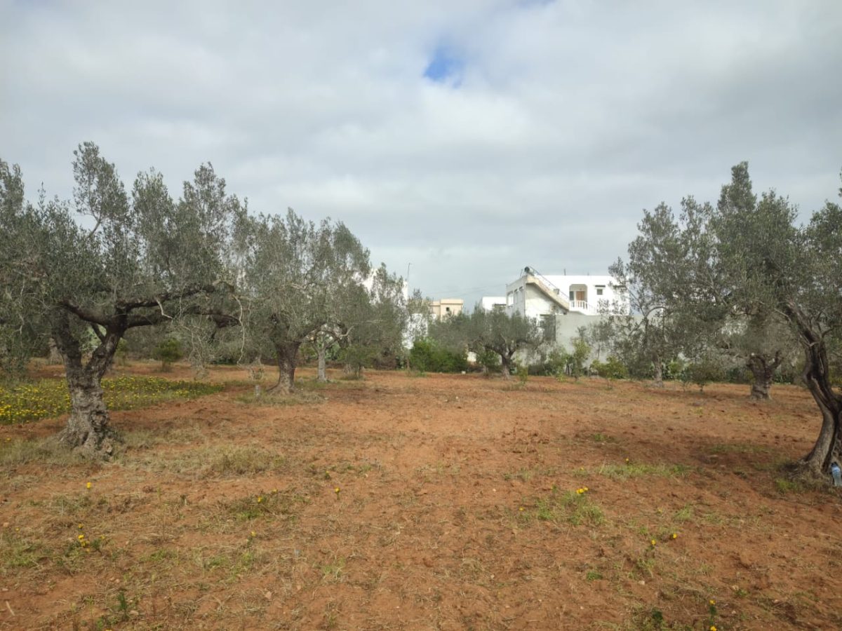 Terrain viabilisé à vendre à Barreket Essahel