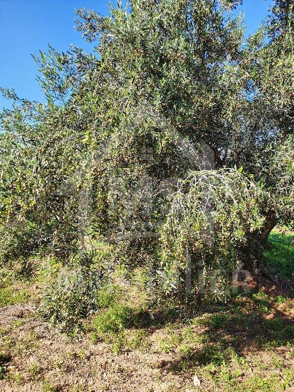 Superbe terrain de 5042 m² à vendre à Hammamet Sud 51355351