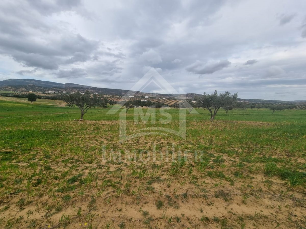 Terrain de 1 hectare à vendre à Hammamet à 170 MD 51355351