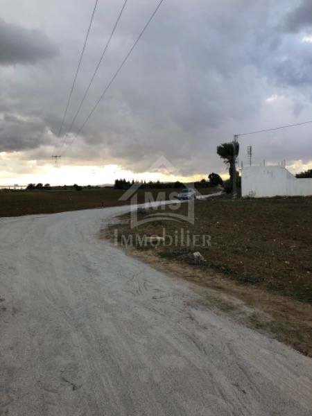 Un terrain de 1 hectare à Hammamet Sud à vendre 51355351