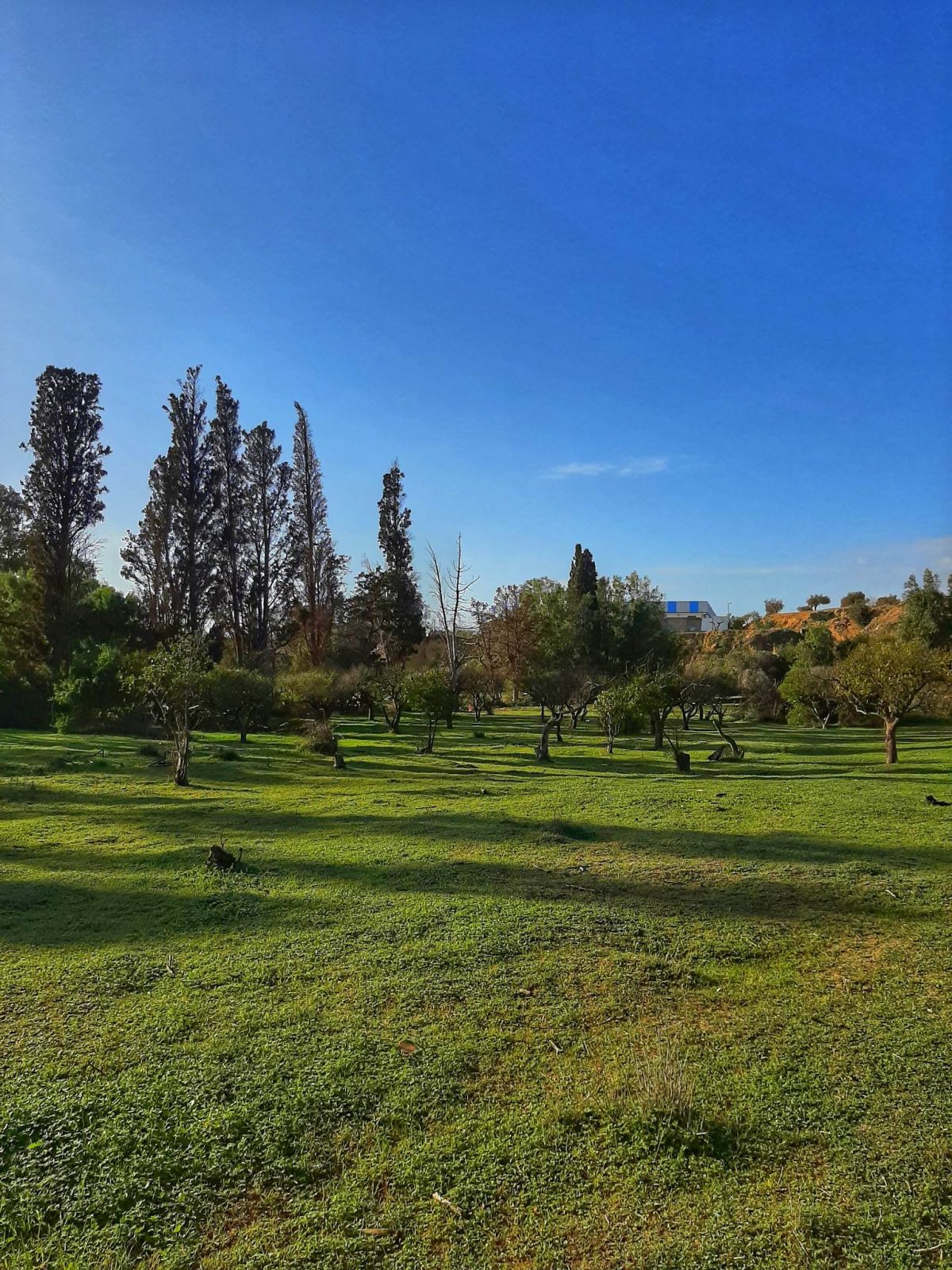 A vendre terrain agricole 15000M²