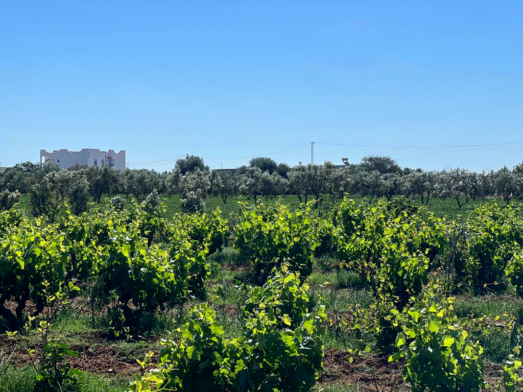 25846c82-601b-43ef-a0bf-c4caff0d0f65 copie