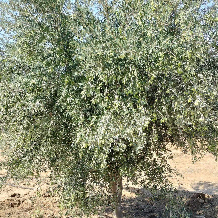 une ferme à kélibia