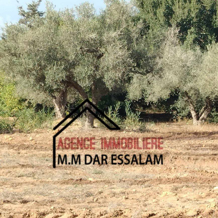 ferme d&rsquo;olives à vendre