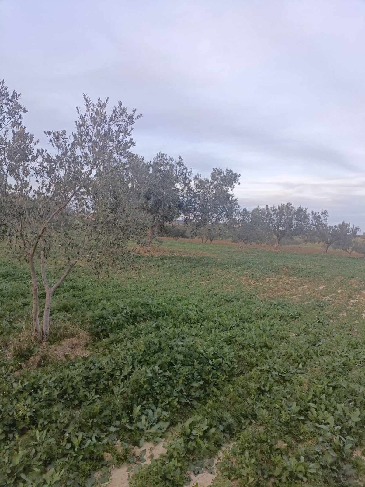 forssa terrain 3000m+20 oliviers à hammamet sud