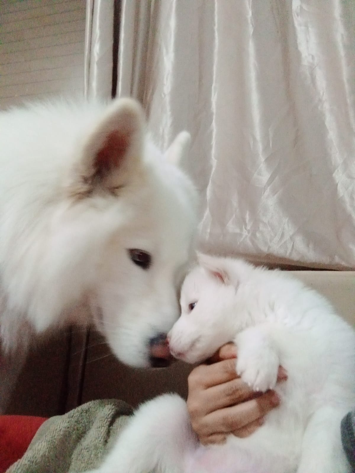 A vendre femelle Husky malamute