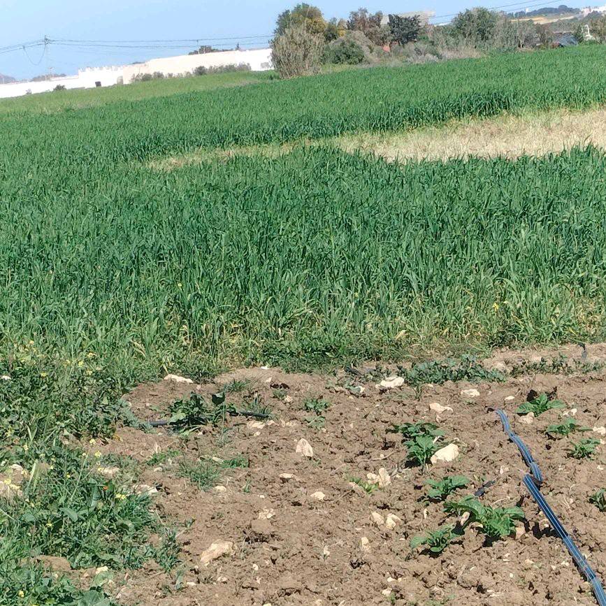 terrain agricole à vendre