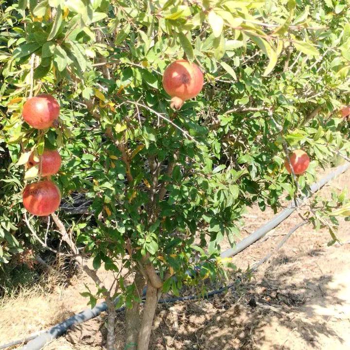 terrain à vendre à kélibia