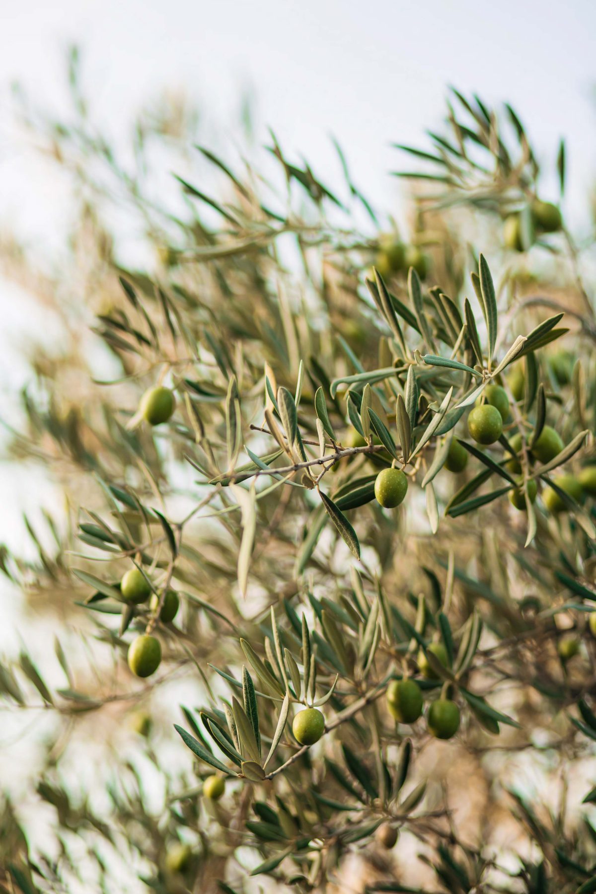 EXCLUSIVITÉ – Domaine agricole d&rsquo;exception de 3,4 hectares à Moureddine – Sousse