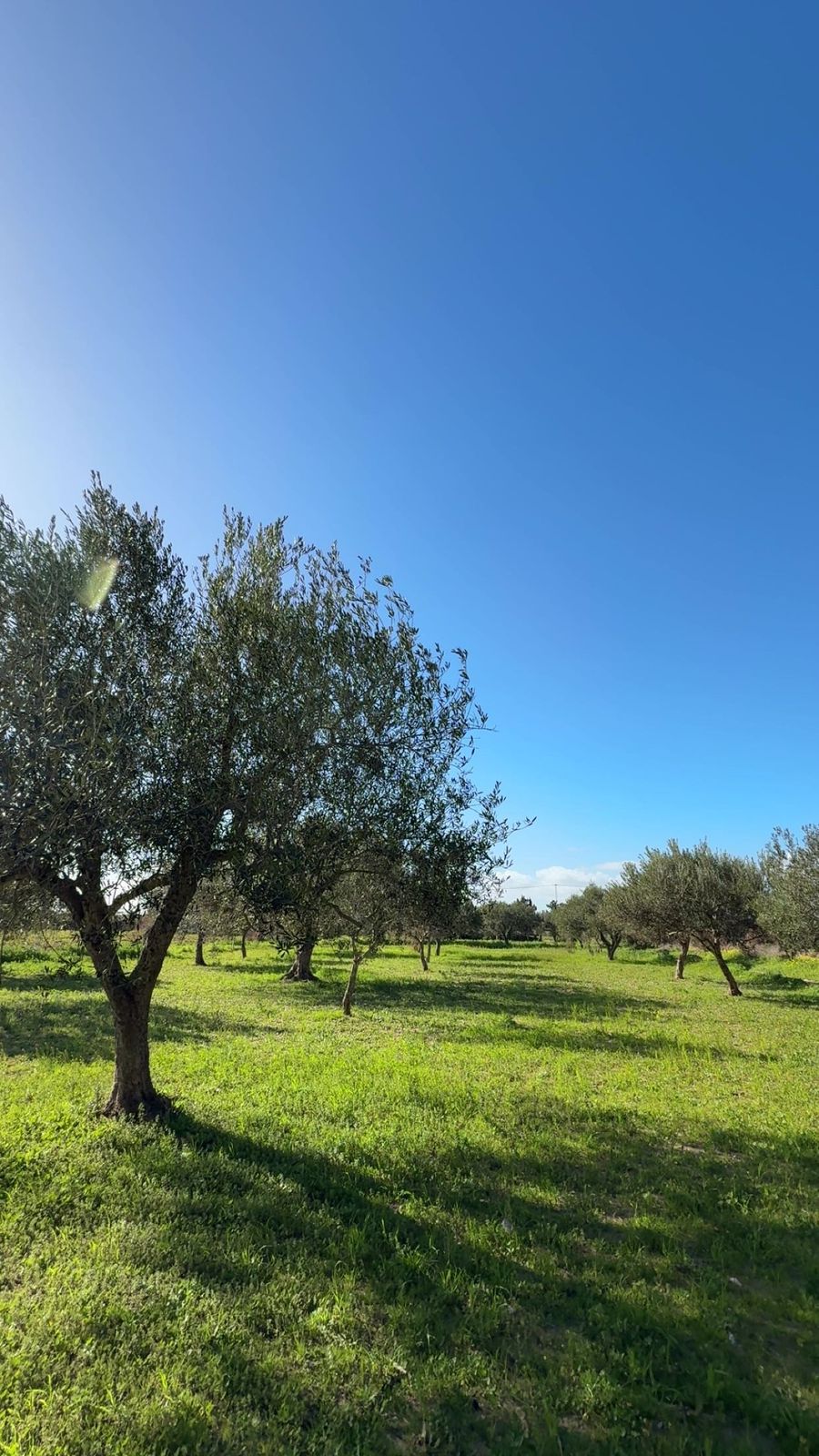 terrain agricole